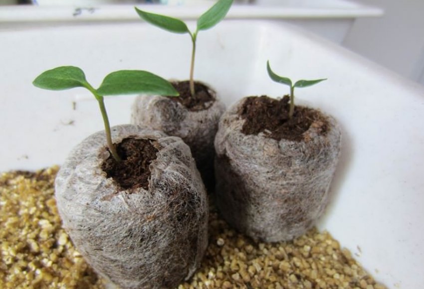 Торф'яні таблетки Торф'яні таблетки