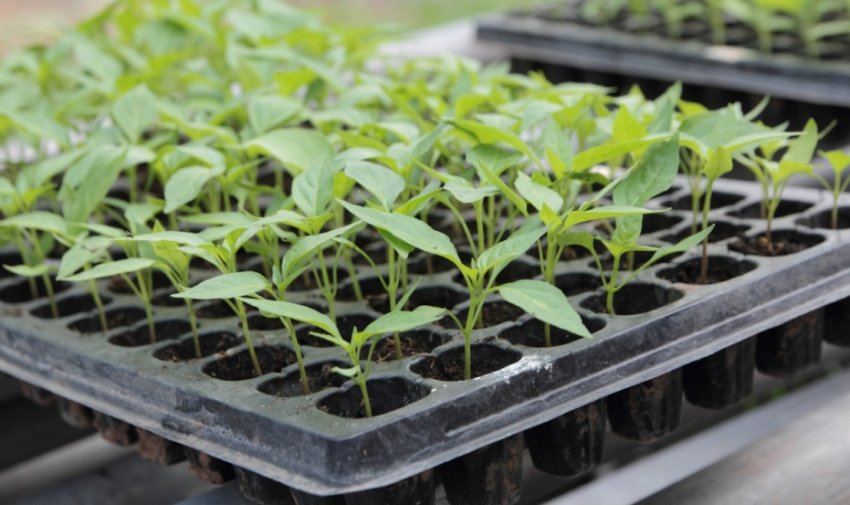 Полістирольні і полівінілхлоридні касети Полістирольні і полівінілхлоридні касети