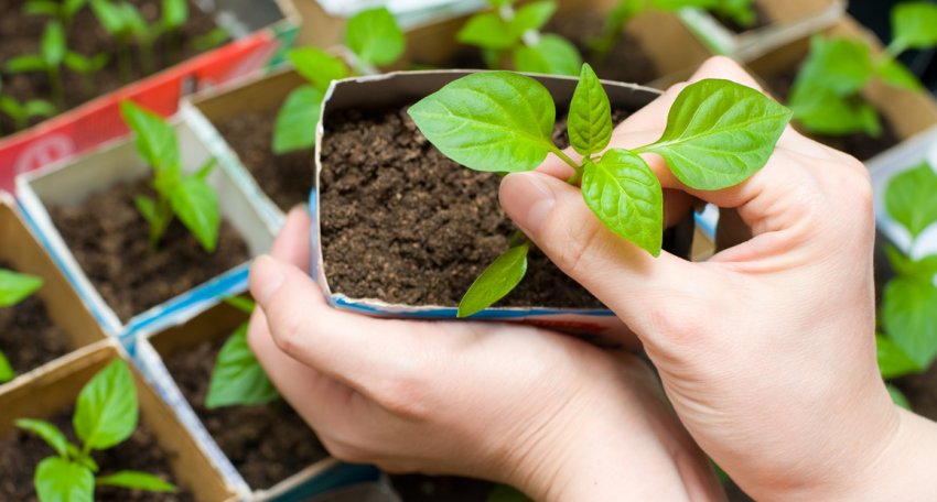 Розсадники з підручних матеріалів Розсадники з підручних матеріалів