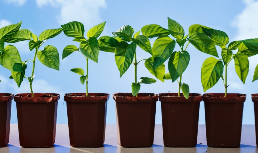 Загартовування розсади перцю Загартовування розсади перцю