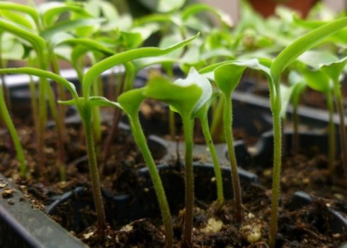 Как правильно проводить пикирование рассады