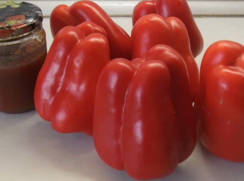 Перець сорту Омброне