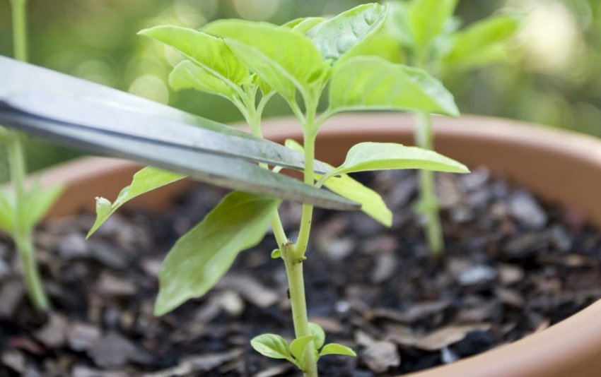 Формування рослини