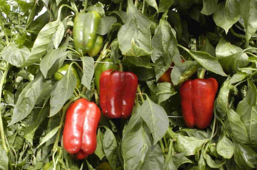 Збір врожаю перцю