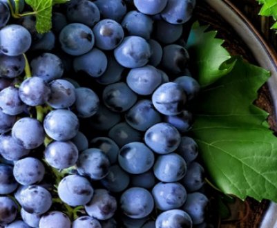 Як зробити шпалери для винограду своїми руками