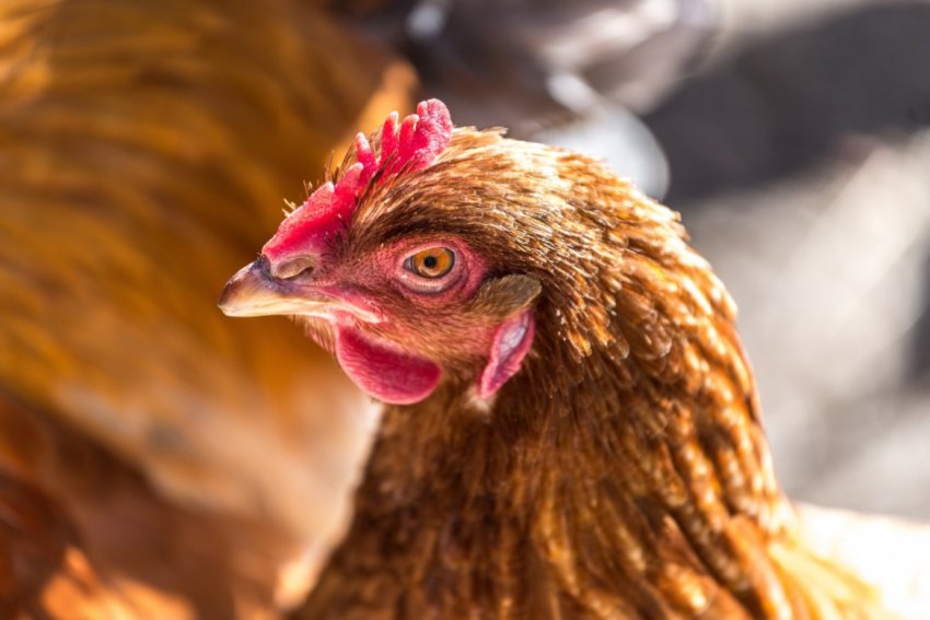 Дзьоб курки Дзьоб курки