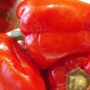как консервировать сладкий перец на зиму целиком. Смотреть фото как консервировать сладкий перец на зиму целиком. Смотреть картинку как консервировать сладкий перец на зиму целиком. Картинка про как консервировать сладкий перец на зиму целиком. Фото как консервировать сладкий перец на зиму целиком