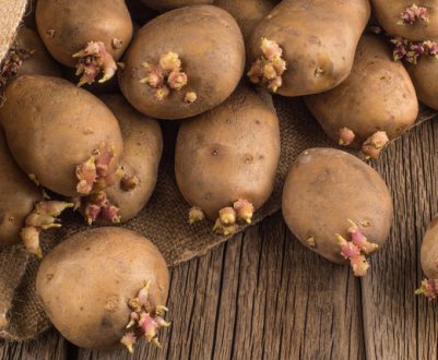 Підготовка картоплі до посадки