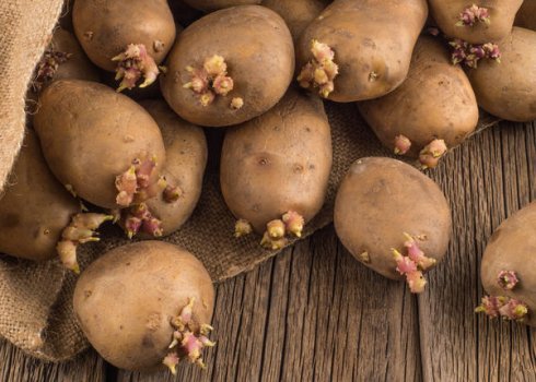 Підготовка картоплі до посадки