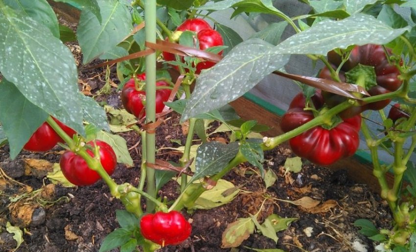 Перець сорту Новогогошари