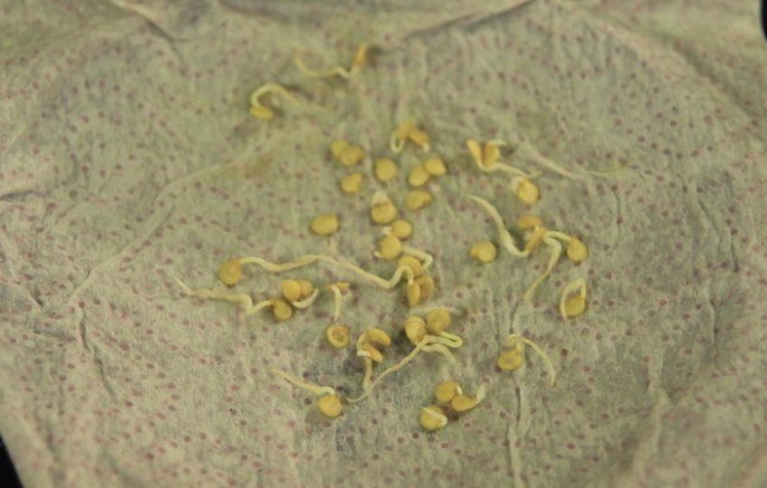 Пророщування насіння