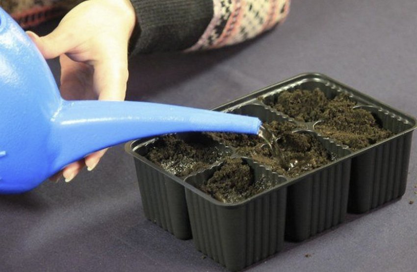 Полив насіння