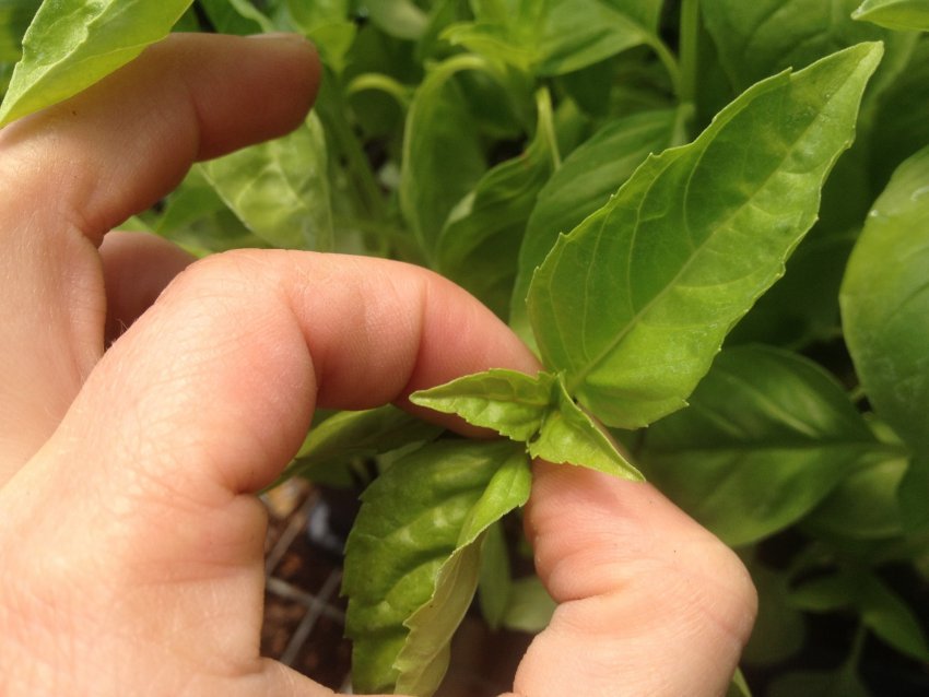 Догляд за рослиною Догляд за рослиною