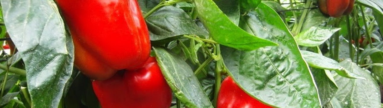 Перець Ніжність: опис та характеристика