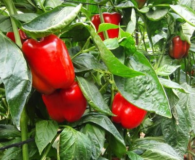 Перець Ніжність: опис та характеристика