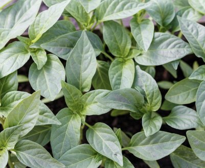 Перець сорту Морозко: опис, секрети успішного вирощування