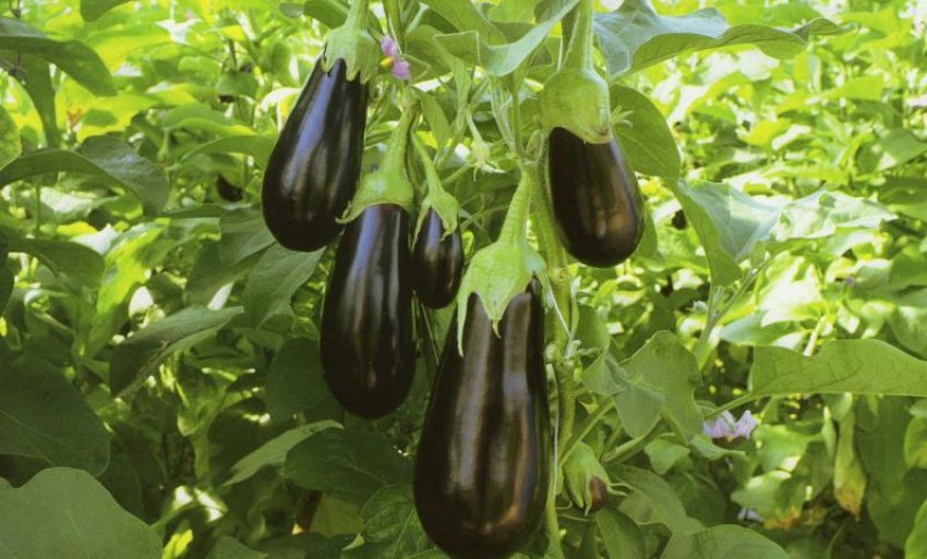 Баклажан сорти Епік Баклажан сорти Епік