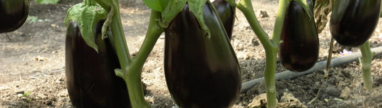 Баклажан Епік: вирощування і урожайність сорту