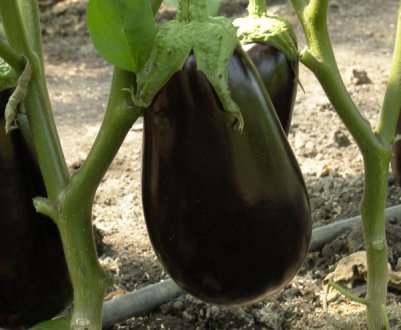 Баклажан Епік: вирощування і урожайність сорту