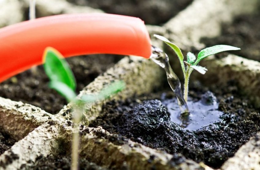 Полив розсади Полив розсади