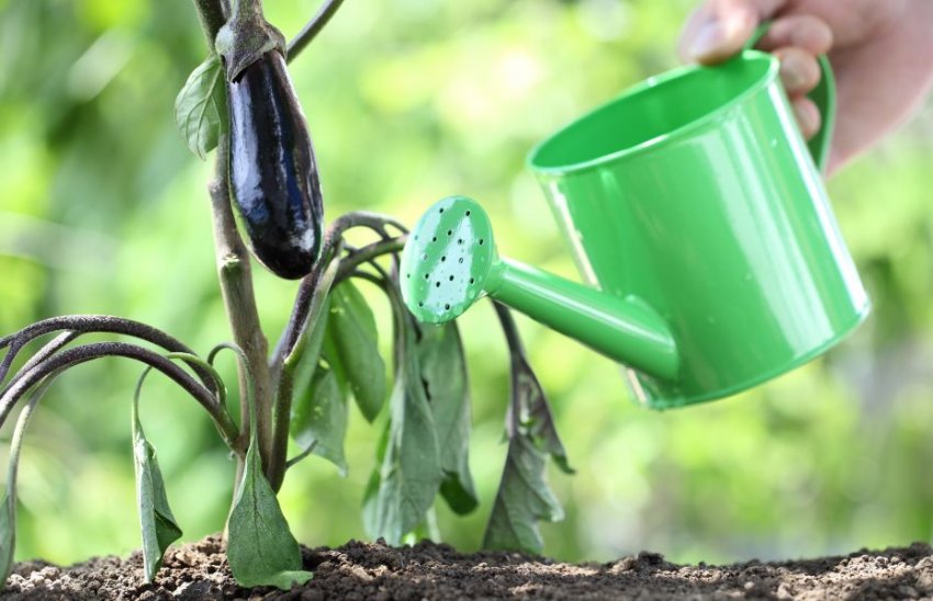 Полив і підгодівля баклажанів Полив і підгодівля баклажанів