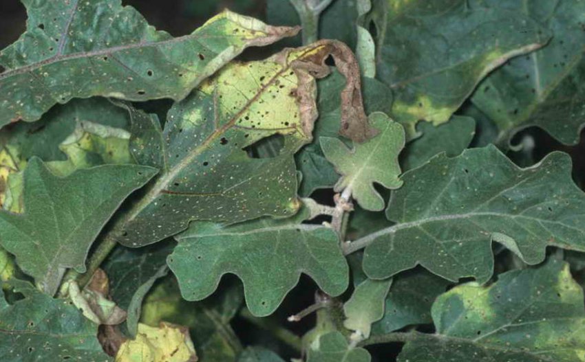 Фітофтороз Фітофтороз