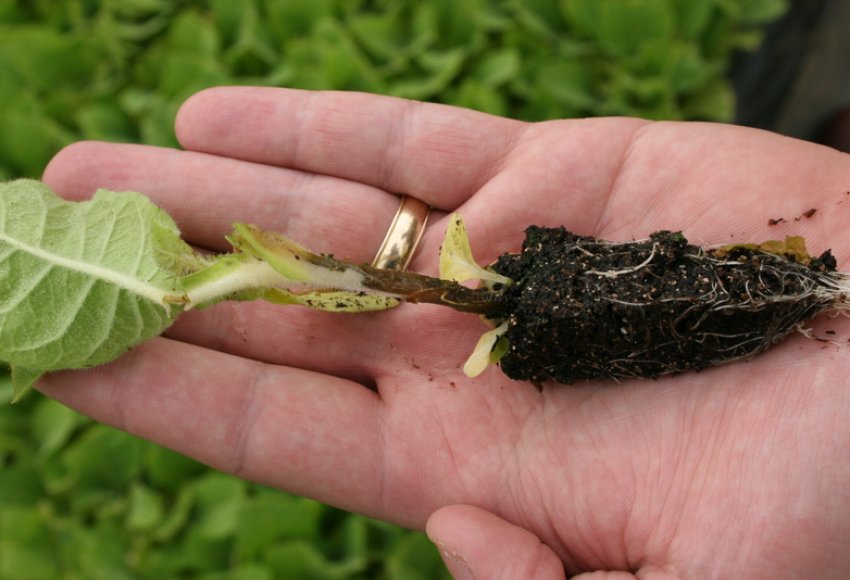 Чорна ніжка Чорна ніжка