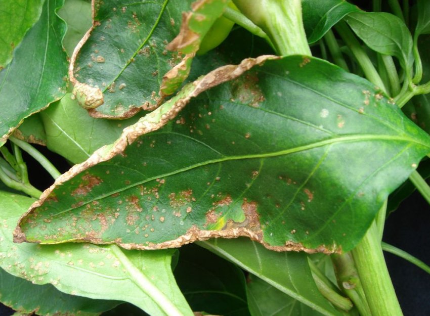 Бактеріальний рак перцю Бактеріальний рак перцю