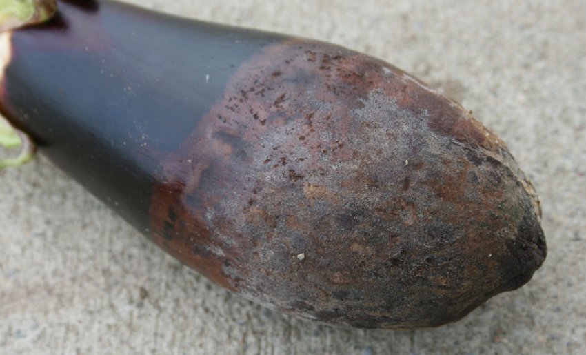 Сіра гниль Сіра гниль