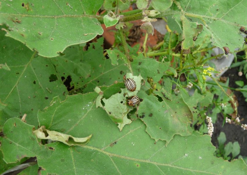 Колорадський жук Колорадський жук