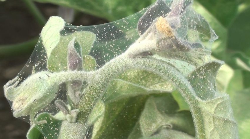 Павутинний кліщ на баклажані Павутинний кліщ на баклажані