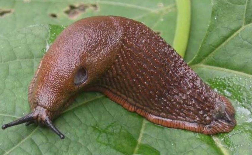 Слимаки Слимаки