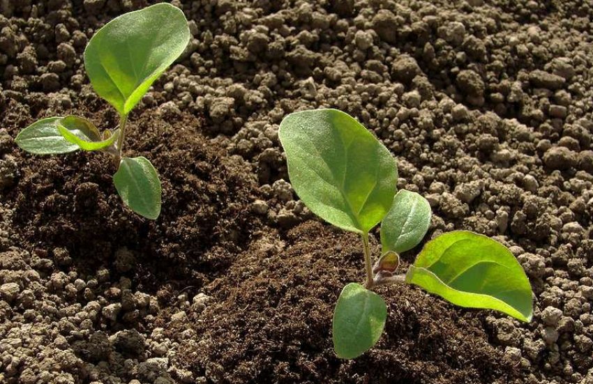 Висадка розсади в грунт Висадка розсади в грунт