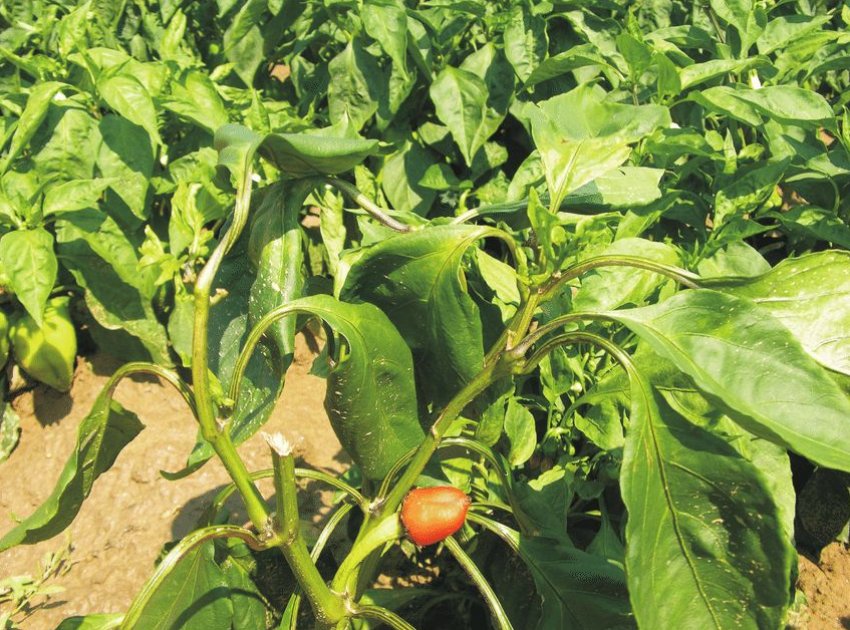 Столбур Столбур