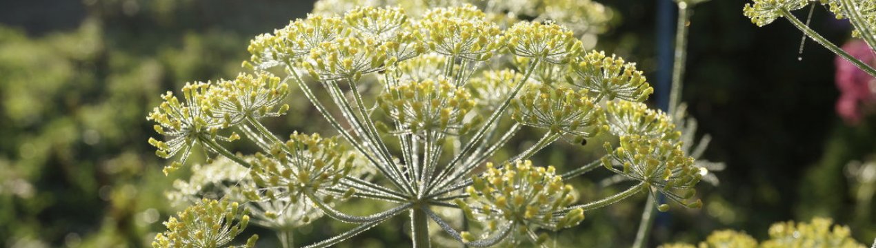 Як заварювати і пити кріп від тиску