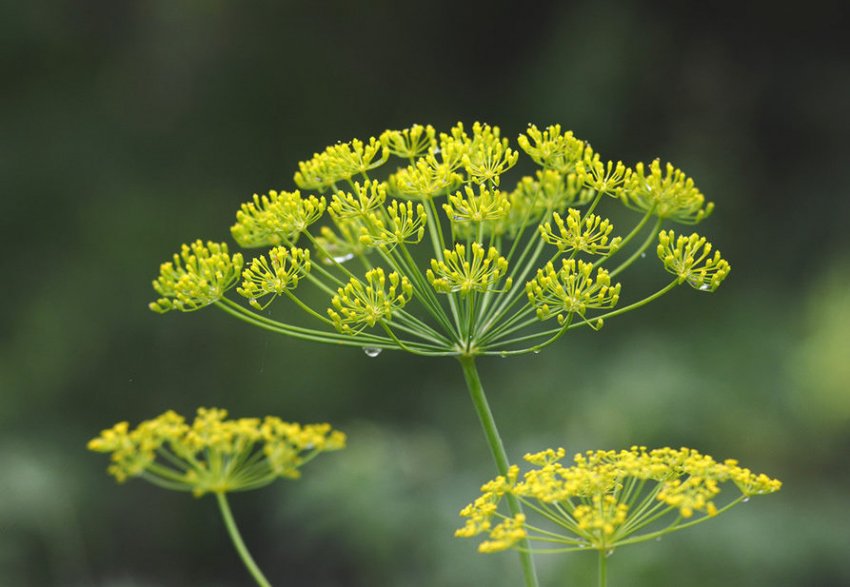 Як боротися з попелиць на кропі Як боротися з попелиць на кропі