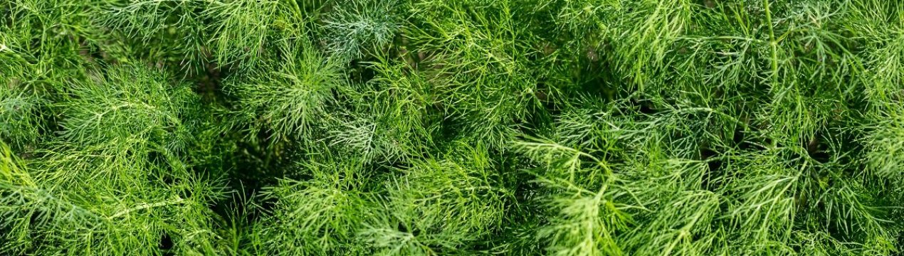 Як боротися з попелиць на кропі