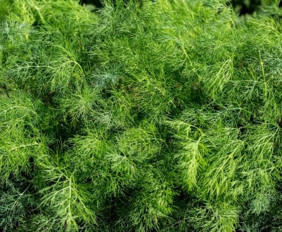 Як боротися з попелиць на кропі