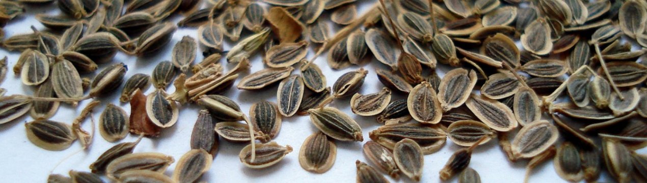 Допомагає кріп при циститі