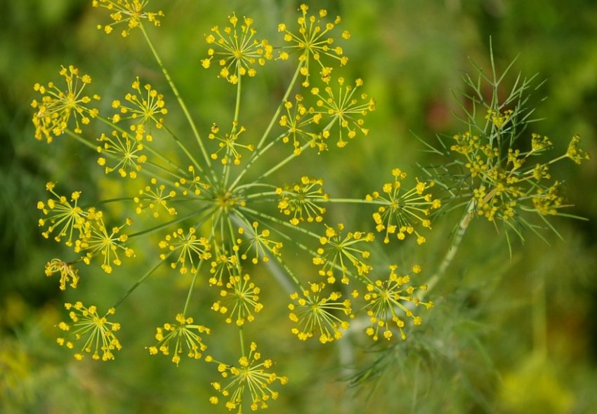 Як боротися з попелиць на кропі Як боротися з попелиць на кропі