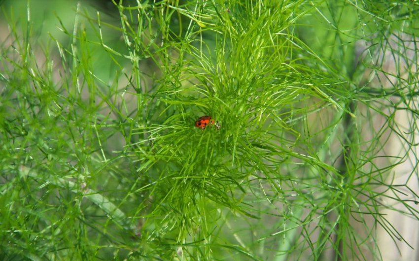 Біологічні засоби від попелиці Біологічні засоби від попелиці