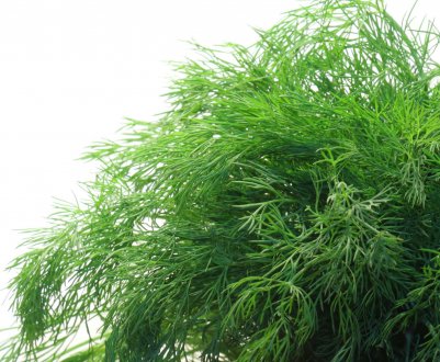 Технологія вирощування кропу в теплиці