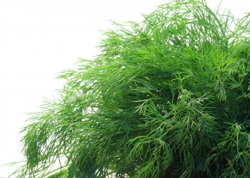 Технологія вирощування кропу в теплиці