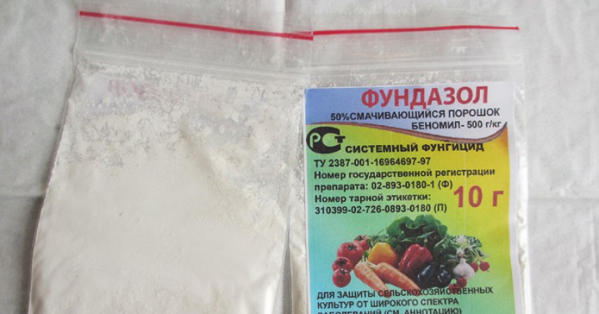 фузариозное увядание перца что делать. Смотреть фото фузариозное увядание перца что делать. Смотреть картинку фузариозное увядание перца что делать. Картинка про фузариозное увядание перца что делать. Фото фузариозное увядание перца что делать