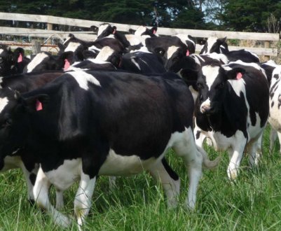 Как можно вылечить вымя у коровы