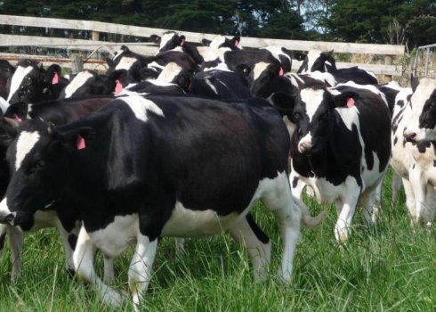 Як лікувати мастит у корови