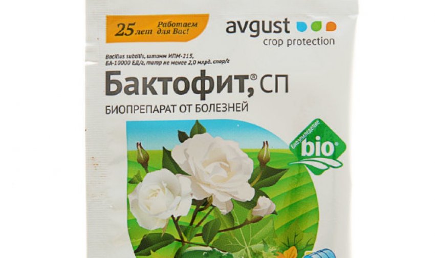 фузариозное увядание перца что делать. Смотреть фото фузариозное увядание перца что делать. Смотреть картинку фузариозное увядание перца что делать. Картинка про фузариозное увядание перца что делать. Фото фузариозное увядание перца что делать