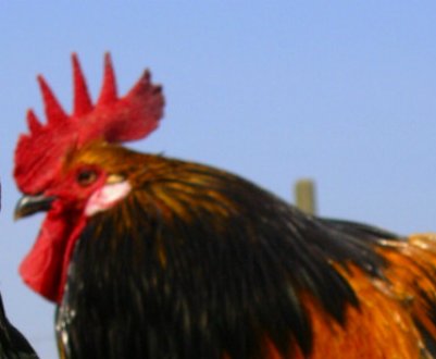 Утримання курей в теплиці з полікарбонату: облаштування та особливості догляду