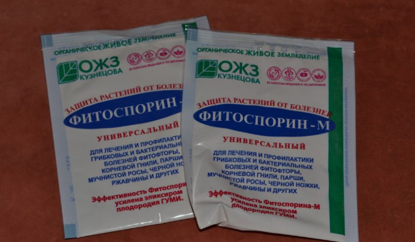 фузариозное увядание перца что делать. Смотреть фото фузариозное увядание перца что делать. Смотреть картинку фузариозное увядание перца что делать. Картинка про фузариозное увядание перца что делать. Фото фузариозное увядание перца что делать