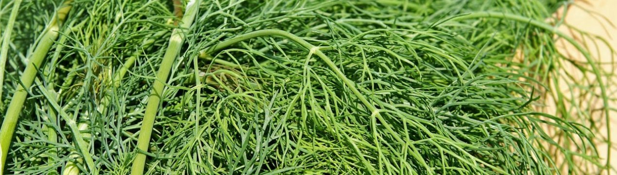 Лікувальні властивості і застосування кропу в народній медицині